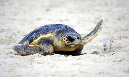 Flatback turtle female, coming to lay her eggs on the beach at Mon Repos