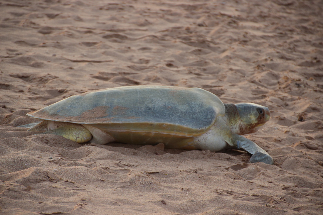 Flatback turtle female, coming to lay her eggs on the beach at Port Hedland.